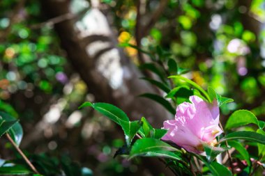 Pembe çiçeğe yakın plan. Arka planda bulanık yeşillik var. Doğrudan güneş ışığı altında..