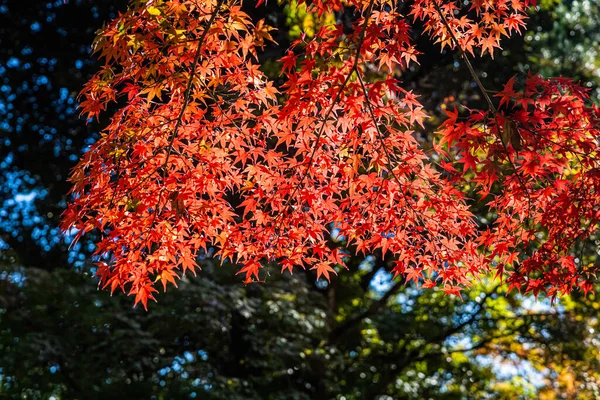 Lysande Färgerna Nedgång Japan Med Solljus Grund Tenryu Temple — Stockfoto