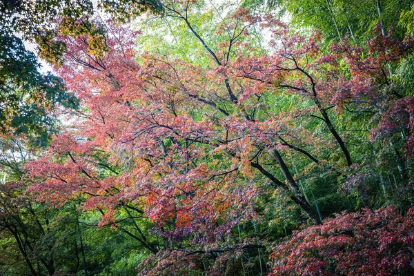 Los Brillantes Colores Del Otoño Japón Con Luz Del Sol — Foto de Stock