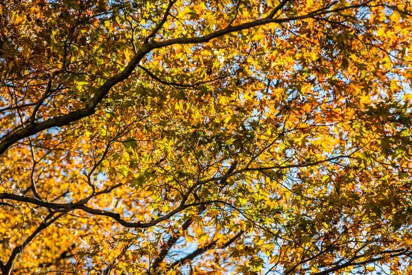 Färgglada Japanska Lönnträd Lysande Höstfärger Skog — Stockfoto