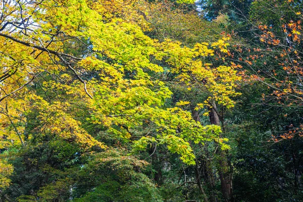 Яскраві Японські Кленові Дерева Яскравих Осінніх Кольорах Лісу — стокове фото
