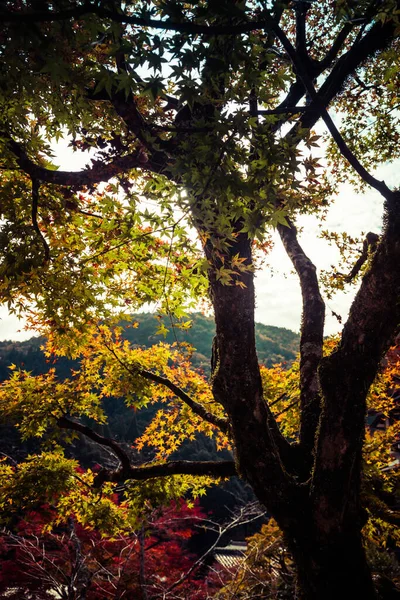 Яскраві Японські Кленові Дерева Яскравих Осінніх Кольорах Лісу — стокове фото