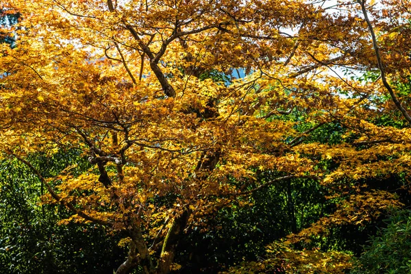 Färgglada Japanska Lönnträd Lysande Höstfärger Skog — Stockfoto