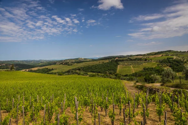 Rolling Hills Grape Vines Vineyard Tuscany Chianti Region Tuscany Italy — 스톡 사진