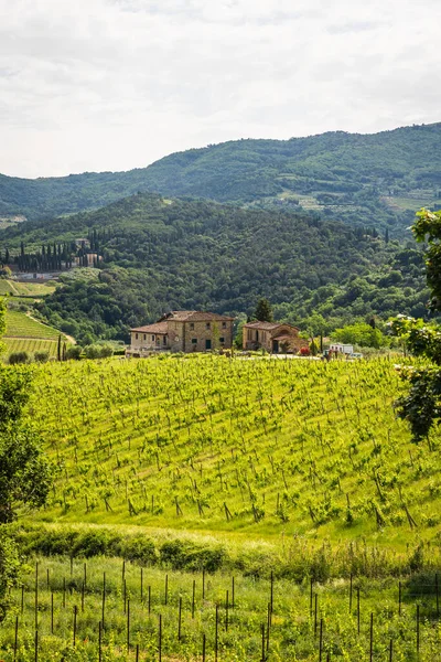 Rolling Hills Grape Vines Vineyard Tuscany Chianti Region Tuscany Italy — Stok fotoğraf