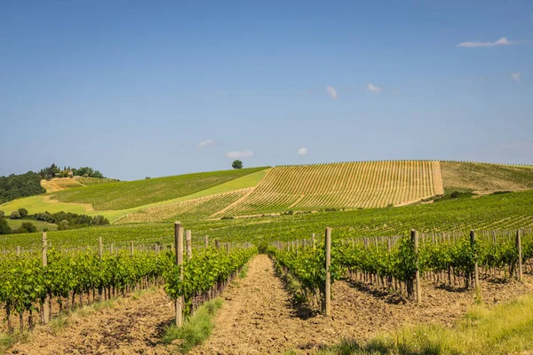 Rolling hills of grape vines at a vineyard in Tuscany in the Chianti region in Tuscany, Italy, Europe.