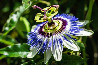 Mavi bir çiçek, Passiflora caerulea 'nın güneş ışığındaki çiçeği..