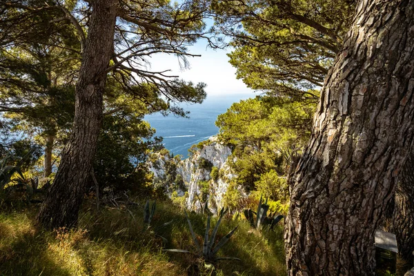 Looking Vegetation Framing Deep Blue Mediterranean Sea Bright Sunny Day — Stock Photo, Image