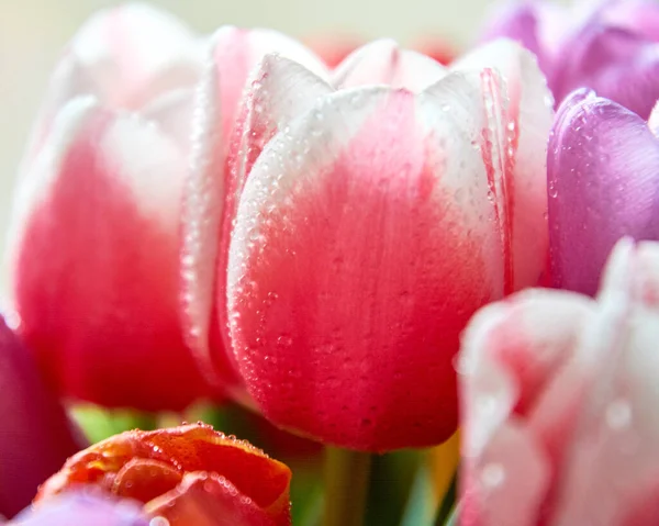 Su damlası olan lalelerin çoğu 8 Mart bayramı için yakın bir buket.