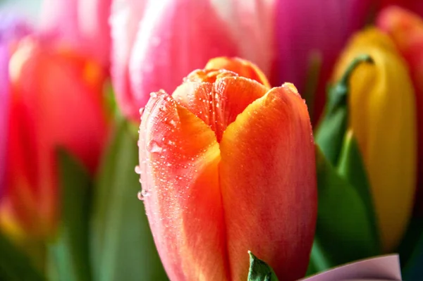 Su damlası olan lalelerin çoğu 8 Mart bayramı için yakın bir buket.
