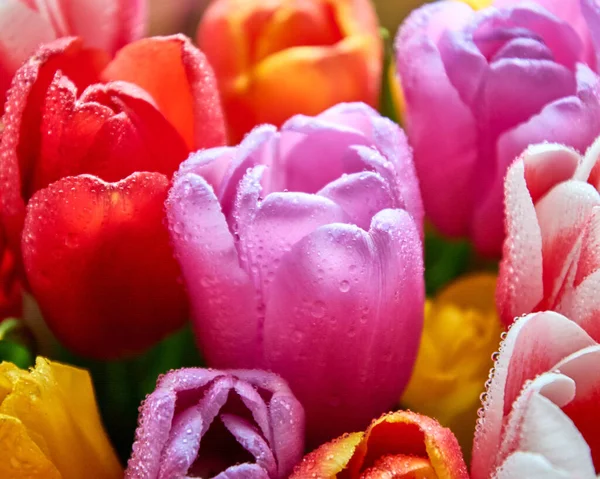 Su damlası olan lalelerin çoğu 8 Mart bayramı için yakın bir buket.