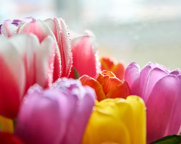 Su damlası olan lalelerin çoğu 8 Mart bayramı için yakın bir buket.