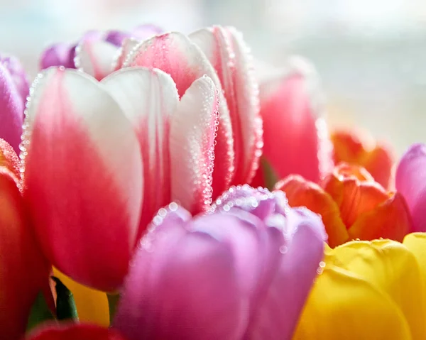 Su damlası olan lalelerin çoğu 8 Mart bayramı için yakın bir buket.
