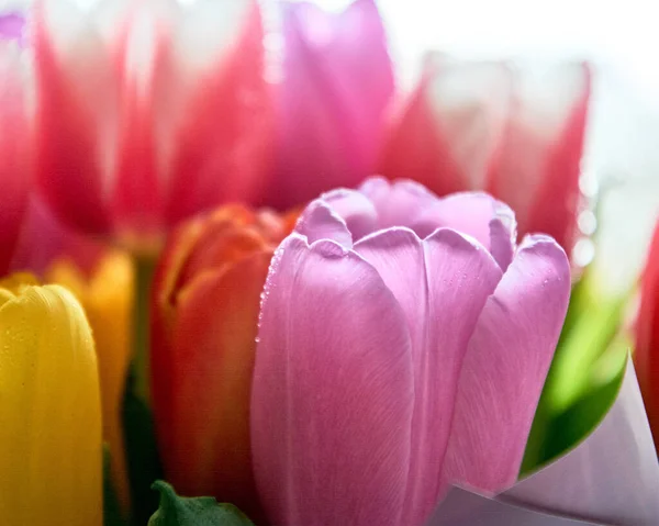 Su damlası olan lalelerin çoğu 8 Mart bayramı için yakın bir buket.