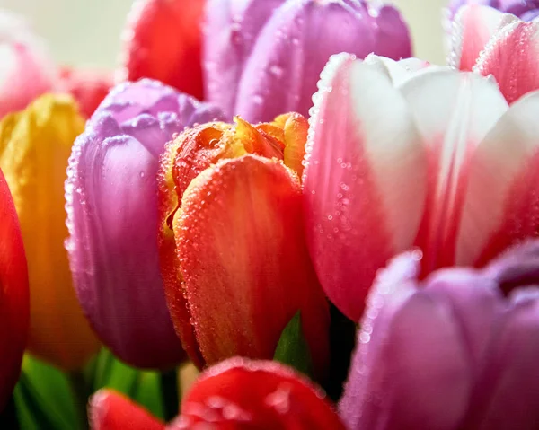 Su damlası olan lalelerin çoğu 8 Mart bayramı için yakın bir buket.