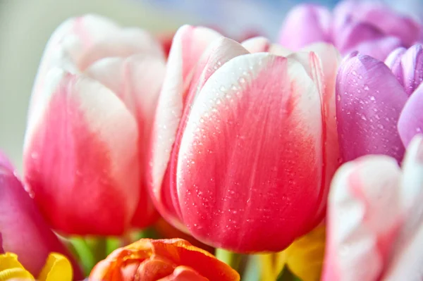 Su damlası olan lalelerin çoğu 8 Mart bayramı için yakın bir buket.