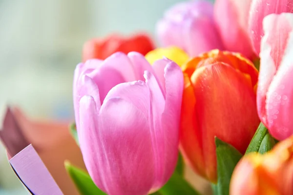 Su damlası olan lalelerin çoğu 8 Mart bayramı için yakın bir buket.