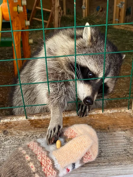 Raccoon Feeding Raccoon Takes Food Child Mittens Raccoon Reaches Food — 스톡 사진