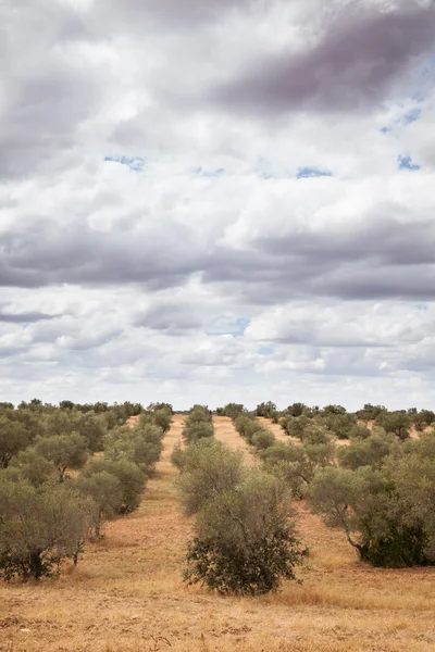 Olivenbäume Plantage Landschaft — Stockfoto