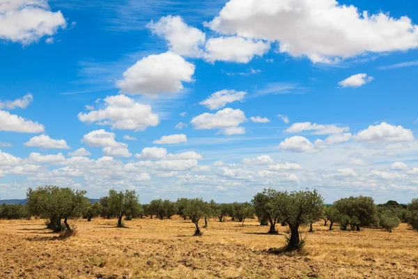 Krajina plantáže olivovníků — Stock fotografie