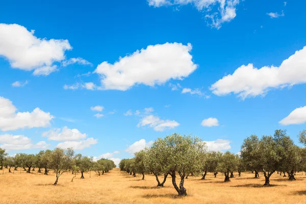 Olijfbomen plantage landschap — Stockfoto