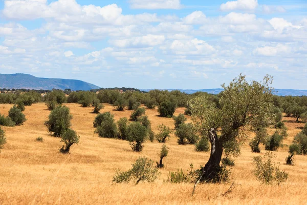 Olive trees plantation landscape — Stock Photo, Image