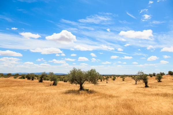 Olive trees plantation landscape — Stock Photo, Image