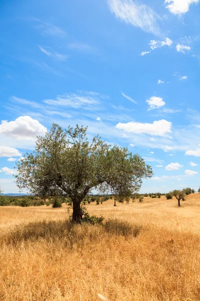 Olijfbomen plantage landschap — Stockfoto