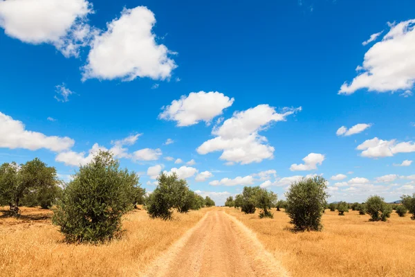 Olivos plantación paisaje —  Fotos de Stock