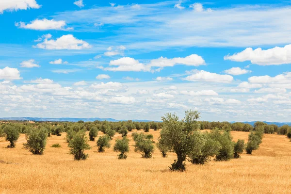 Azeitonas paisagem plantação — Fotografia de Stock