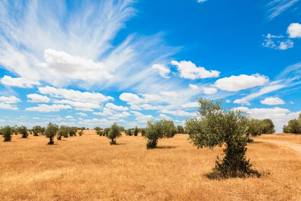 Olive trees plantation landscape — Stock Photo, Image