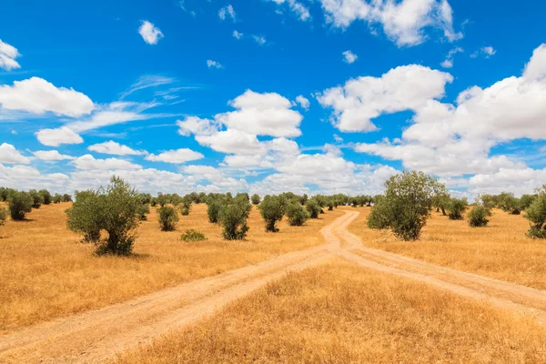 Olijfbomen plantage landschap — Stockfoto