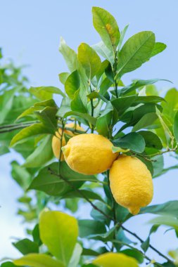 sarı limon ağacına asılı