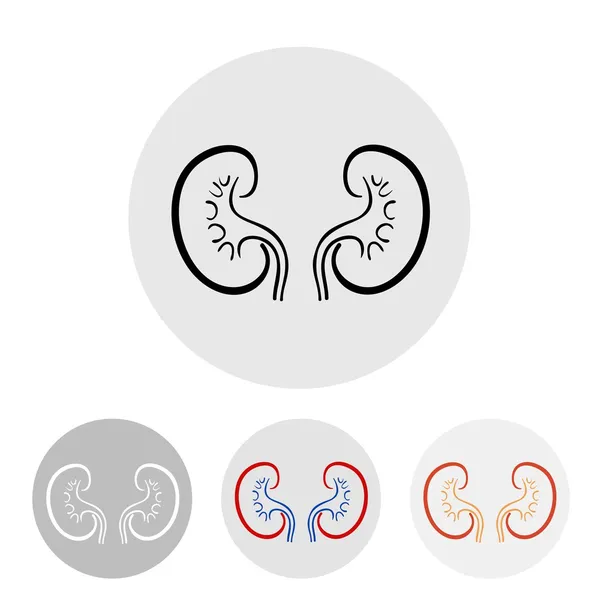 Human kidneys on a light background. — Stock Vector