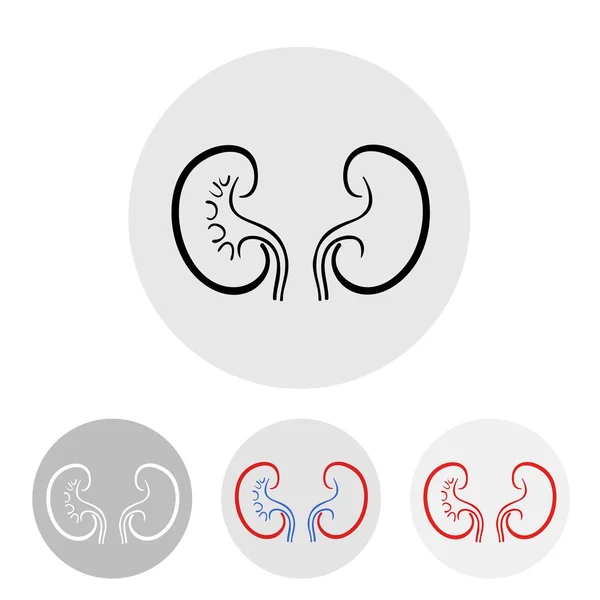 Human kidneys on a light background. — Stock Vector