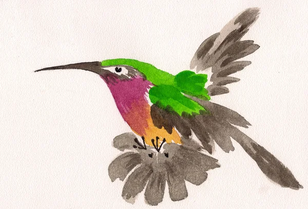 Акварель летающей колибри — стоковое фото