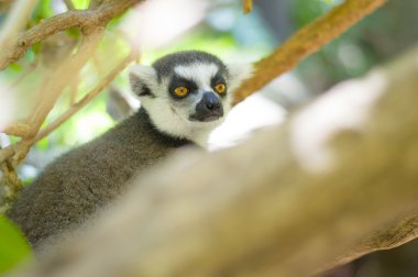 lemurlar