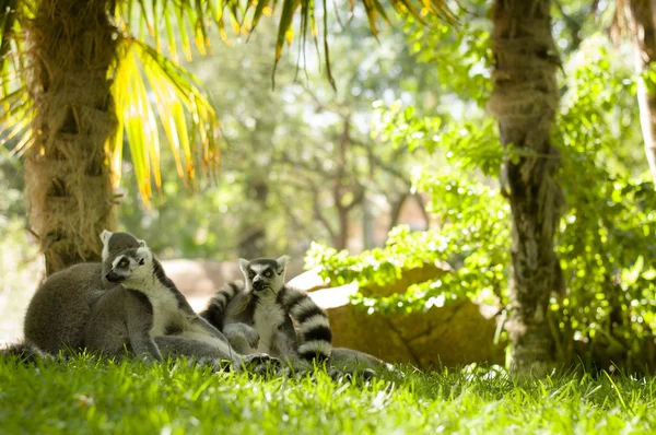 Lemurs — Stock Photo, Image