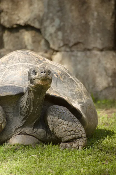 Галапагоські гігантські черепахи — стокове фото