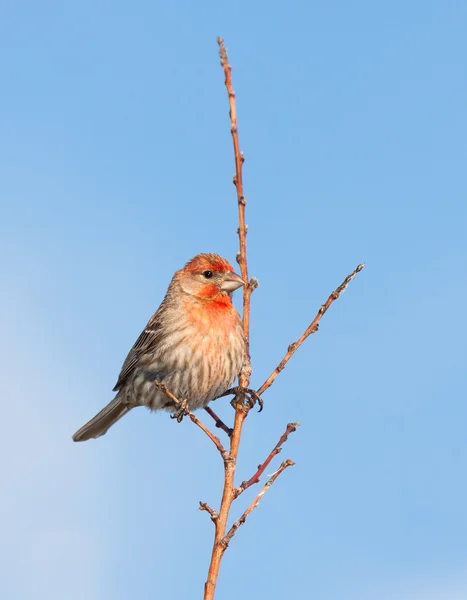 Hus finch stolthet — Stockfoto