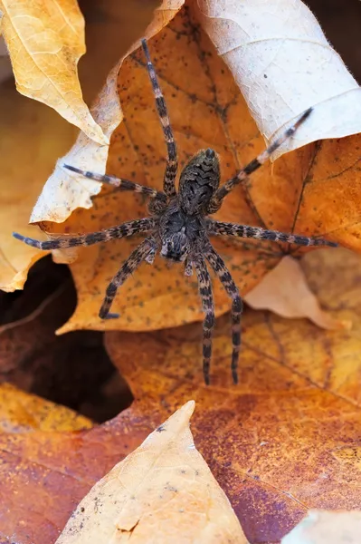 Wolf Spider — Stock Image Wolf Spider Royalty Free Stock Photos