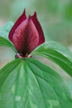 Çayır Trillium
