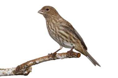 kadın evin finch