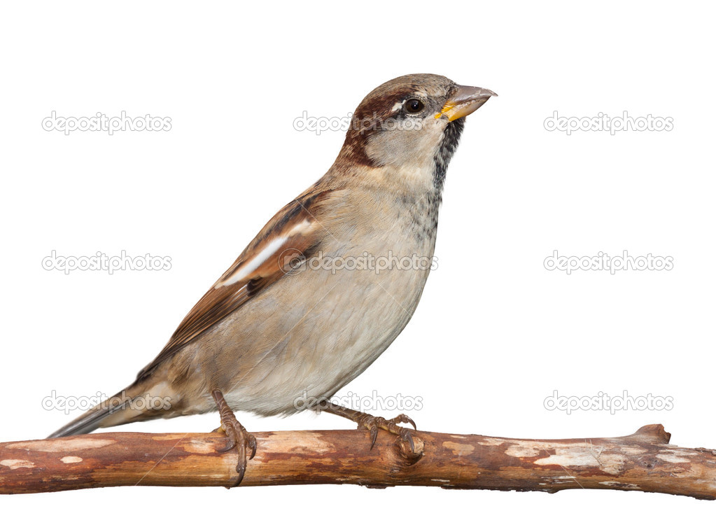 American Sparrow