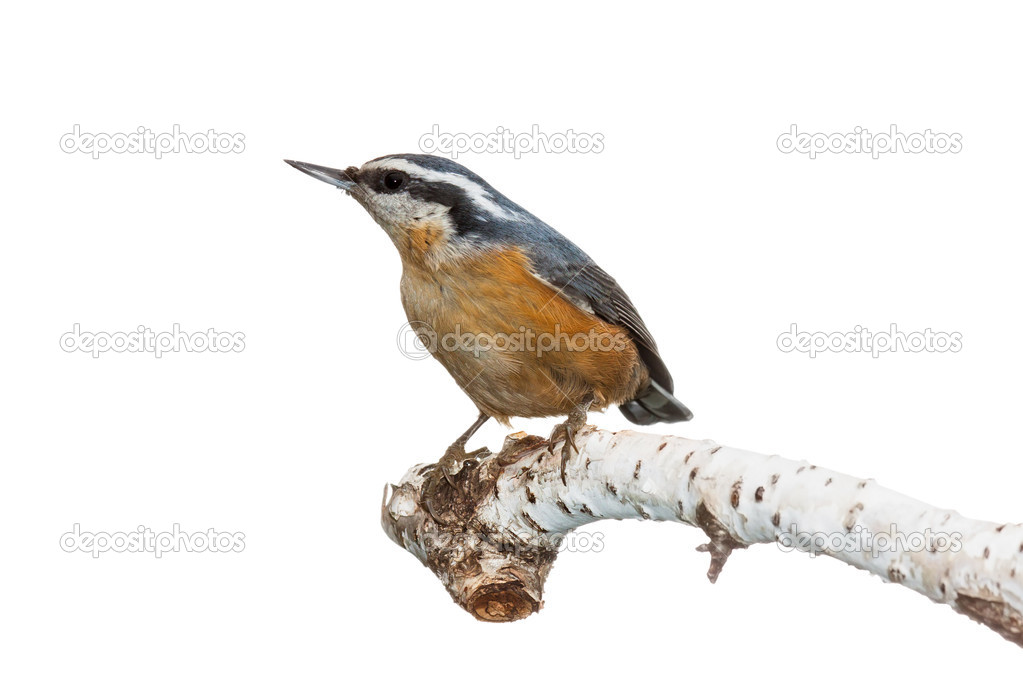 Red Breasted Nuthatch