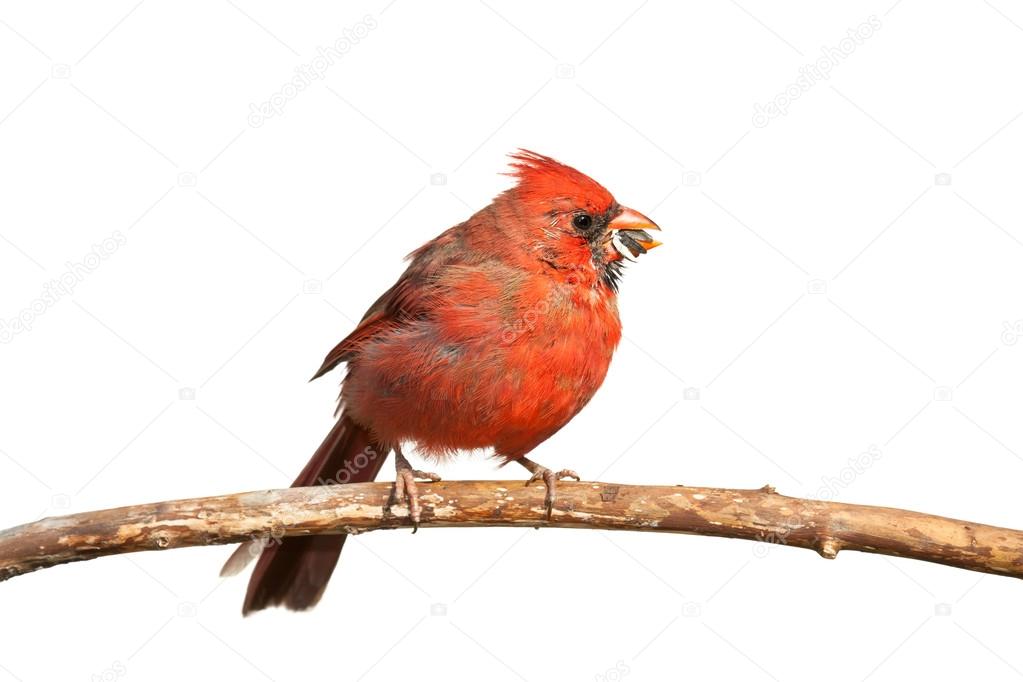 Hungry Cardinal
