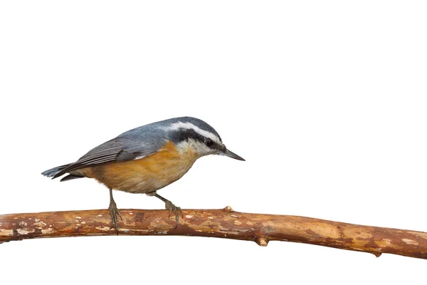 Nuthatch mascarado — Fotografia de Stock