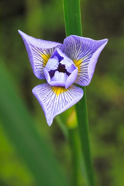 Iris Bendera Biru — Stok Foto