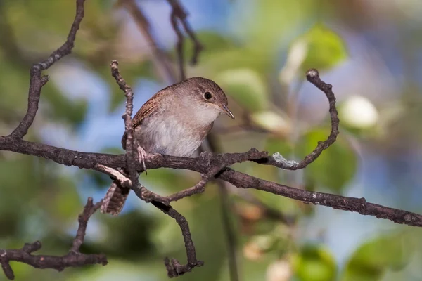 Încadrat Wren — Fotografie, imagine de stoc