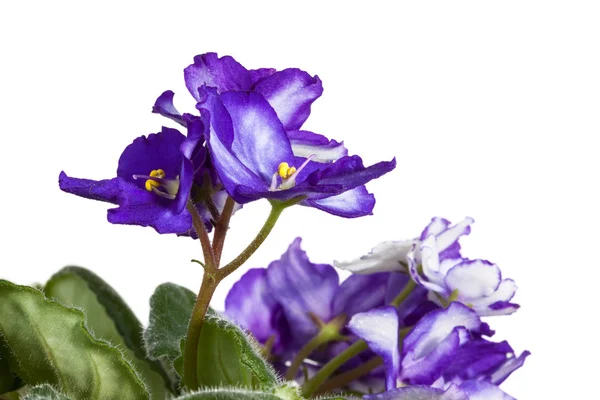 非洲紫罗兰 — 图库照片